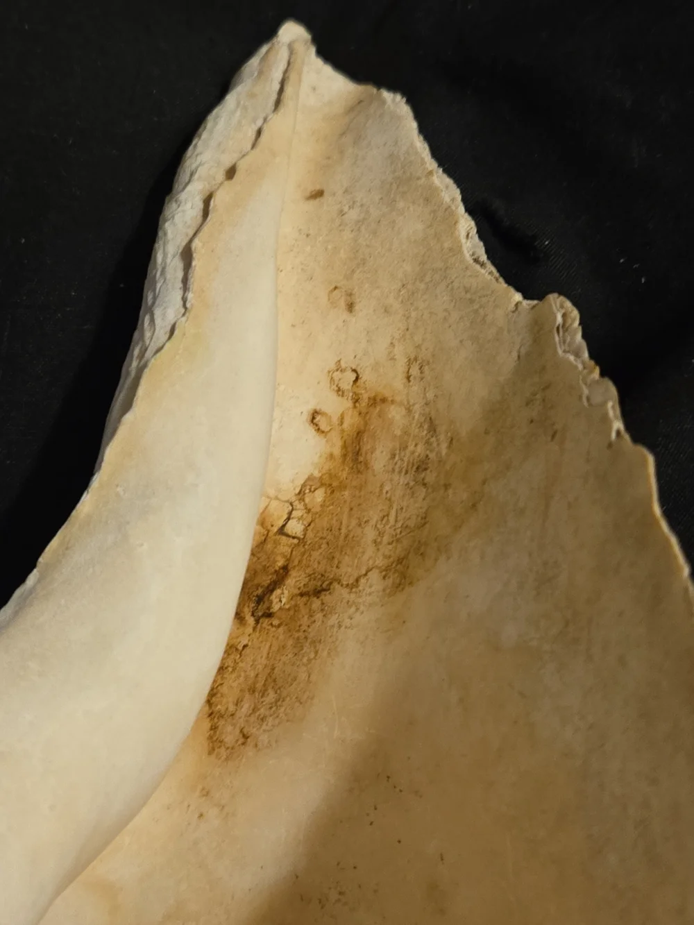 Natural Cream Shell Hide for Reptile Habitats - Decorative Terrarium Shelter
